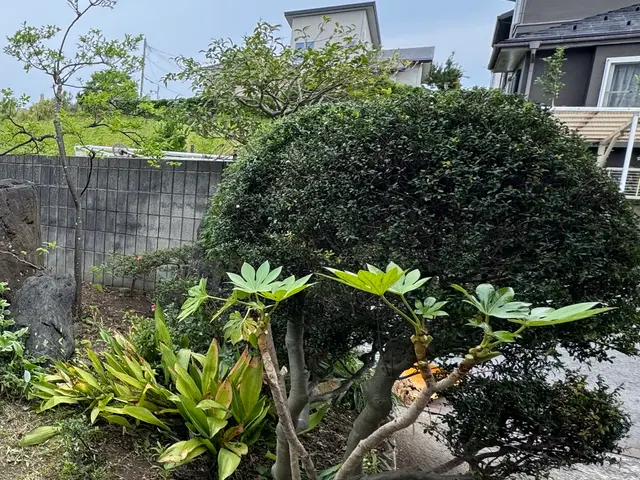 造園会社で6年以上経験◎機械式バリカンで早く、綺麗に仕上げます！サービスの画像