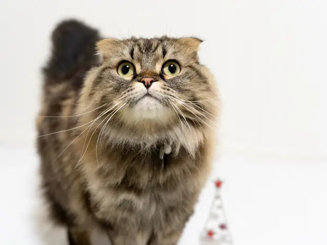【未来へのラブレター】猫を飼っているあーやんが撮ります！全データ納品。