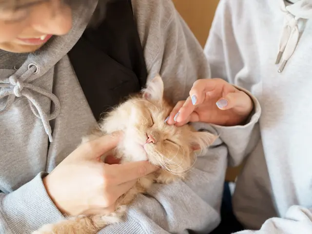 【未来へのラブレター】猫を飼っているあーやんが撮ります！全データ納品。