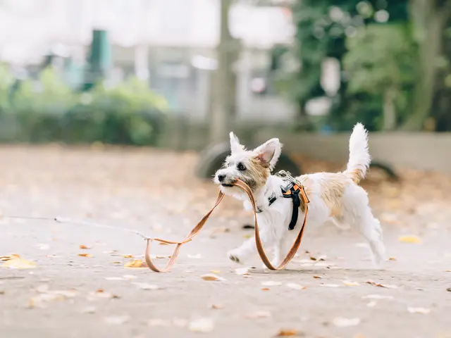 【未来へのラブレター】猫を飼っているあーやんが撮ります！全データ納品。