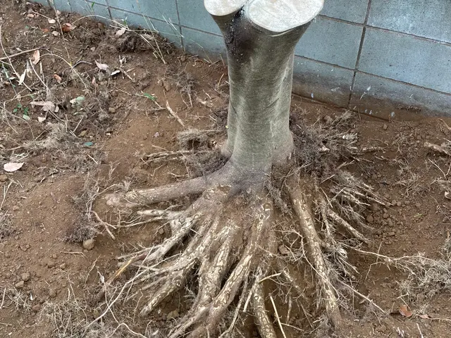 重機が入れない狭い場所でもお任せください！馬力自慢CTYの伐採伐根サービス！サービスの画像