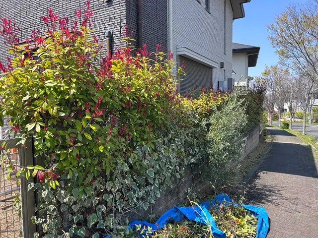 小さな木、大きな木、何でもお任せください！サービスの画像