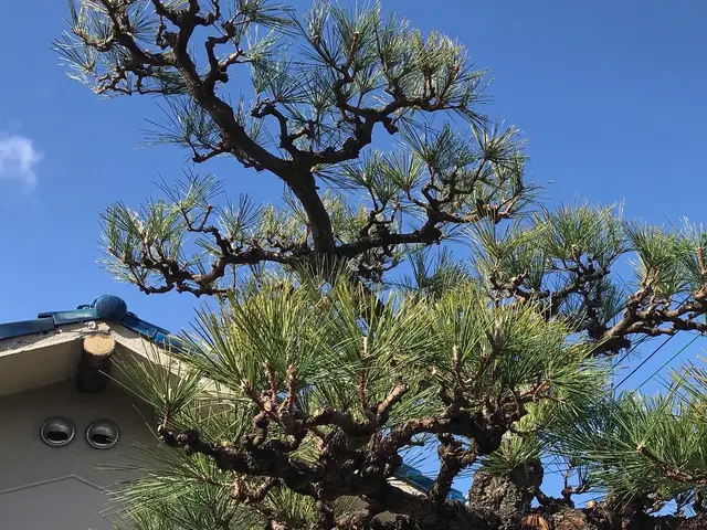 小さな木、大きな木、何でもお任せください！サービスの画像