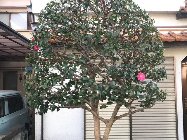 小さな木、大きな木、何でもお任せください！サービスの画像