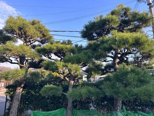 小さな木、大きな木、何でもお任せください！サービスの画像