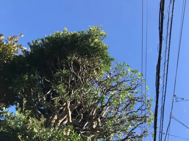 庭木剪定植木サービスの画像