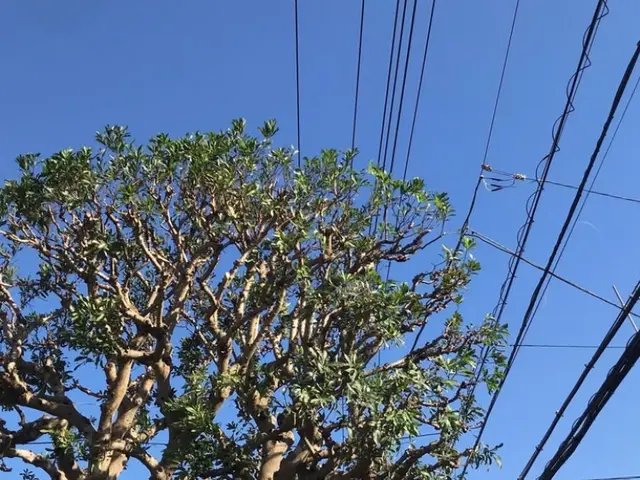 庭木剪定植木サービスの画像