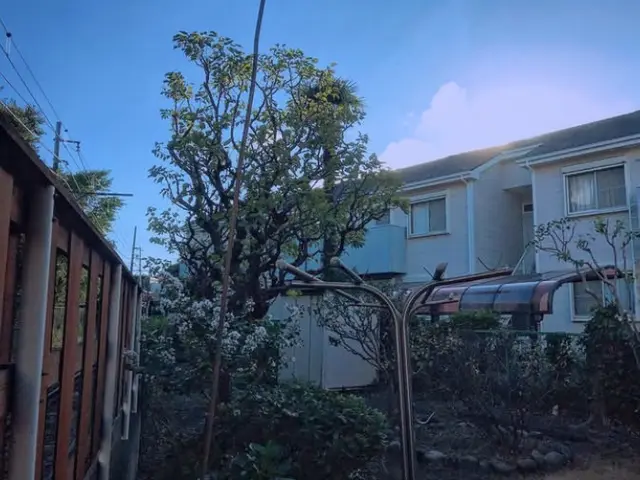 庭木剪定植木サービスの画像