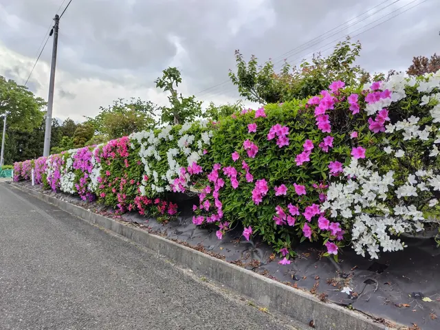 ★植え込み,生垣の剪定★木の復活★来年実が倍になる事例も多数★サービスの画像