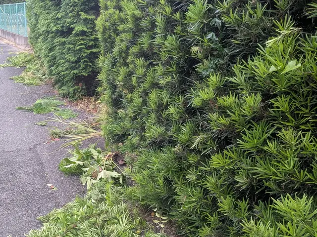 ★植え込み,生垣の剪定★木の復活★来年実が倍になる事例も多数★サービスの画像