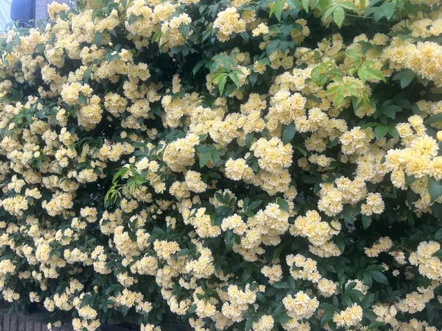 ★植え込み,生垣の剪定★木の復活★来年実が倍になる事例も多数★サービスの画像