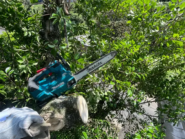 ★植え込み,生垣の剪定★木の復活★来年実が倍になる事例も多数★サービスの画像