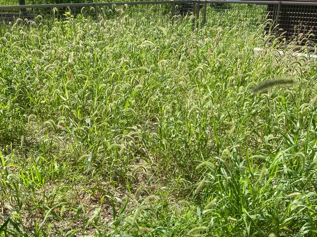 外注一切無し！雑草や虫とサヨナラ！ローメンテで快適なお庭に！！サービスの画像