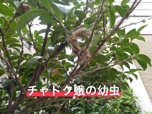 【口コミ賞受賞】◆毛虫駆除◆ 緊急対応に備えてスタッフが常駐しております！サービスの画像