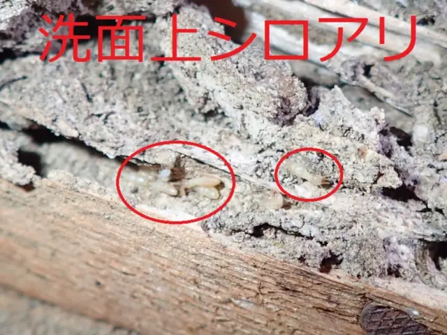 駐車場代お店負担！作業外注一切なし◎経験年数23年！豊富な経験と知識で安心♪サービスの画像