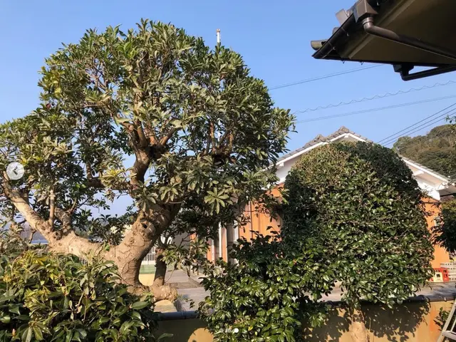 自然風な剪定、庭づくりをモットーに取り組んでいます！サービスの画像