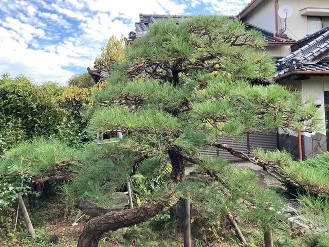 自然風な剪定、庭づくりをモットーに取り組んでいます！サービスの画像