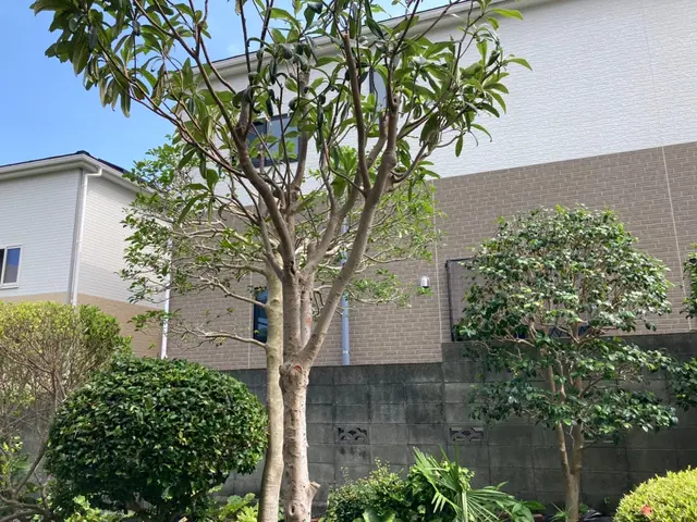 自然風な剪定、庭づくりをモットーに取り組んでいます！サービスの画像