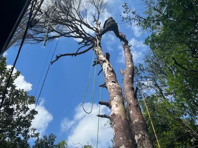 お庭の悩みを解決！女性スタッフ同行可能な伐採サービスサービスの画像