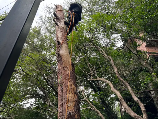 お庭の悩みを解決！女性スタッフ同行可能な伐採サービスサービスの画像