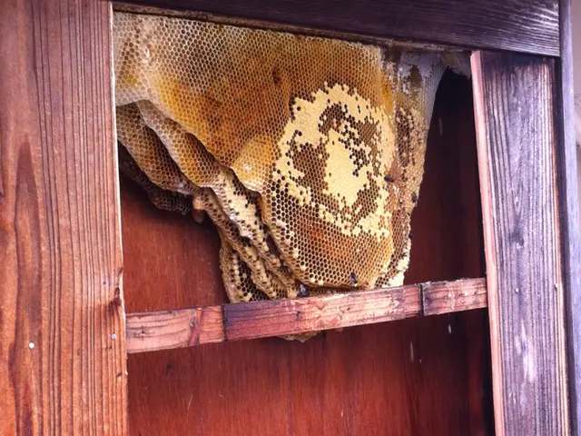 害虫・害獣の駆除お任せください！【24時間営業】【年中無休】サービスの画像