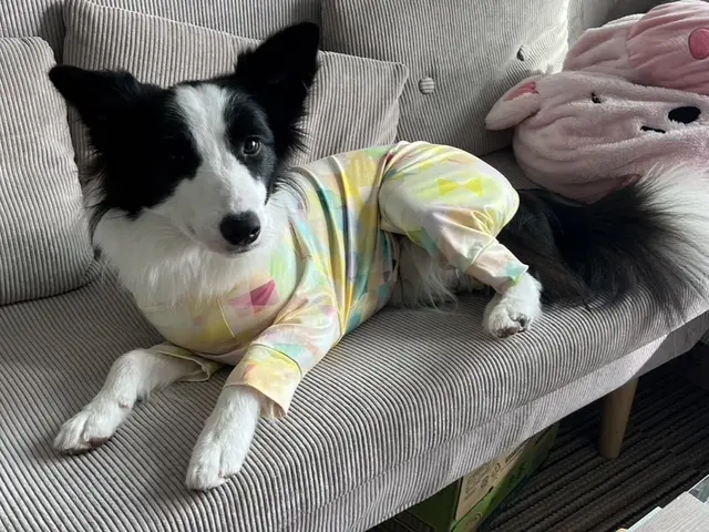 【忙しい朝晩も安心】プロのトレーナーが愛犬を丁寧にお世話いたします。サービスの画像