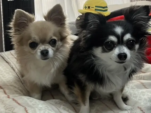 【忙しい朝晩も安心】プロのトレーナーが愛犬を丁寧にお世話いたします。サービスの画像