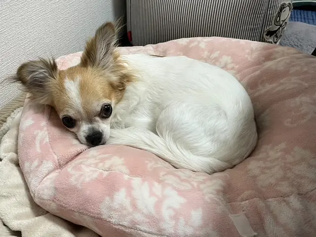 【忙しい朝晩も安心】プロのトレーナーが愛犬を丁寧にお世話いたします。サービスの画像