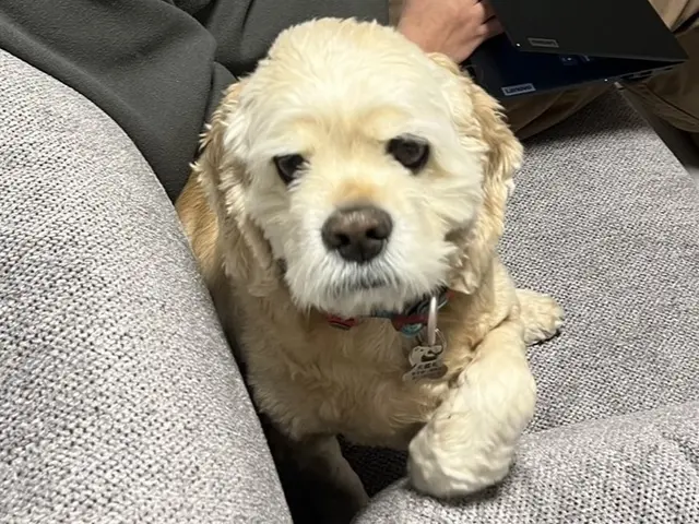 【忙しい朝晩も安心】プロのトレーナーが愛犬を丁寧にお世話いたします。サービスの画像