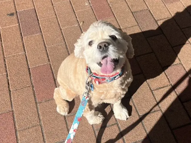 【忙しい朝晩も安心】プロのトレーナーが愛犬を丁寧にお世話いたします。サービスの画像