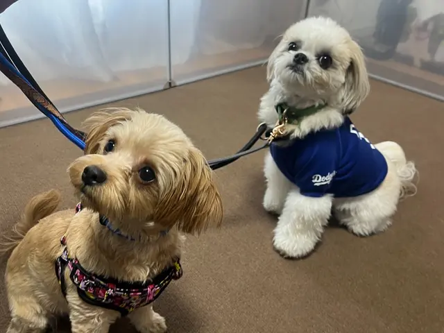 【忙しい朝晩も安心】プロのトレーナーが愛犬を丁寧にお世話いたします。サービスの画像