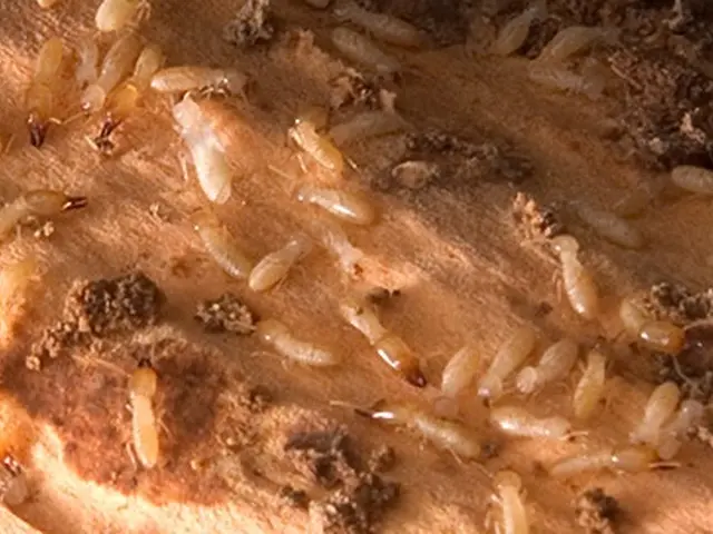 ★2006年からしろあり防除施工士有資格者★作業実績300件以上★認定薬剤使用★サービスの画像