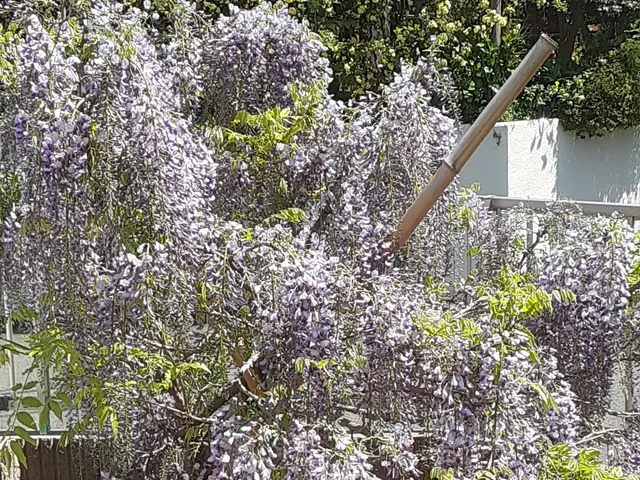【業歴25年の実績】一級造園技能士◎熟練職人が迅速丁寧に仕上げます！サービスの画像