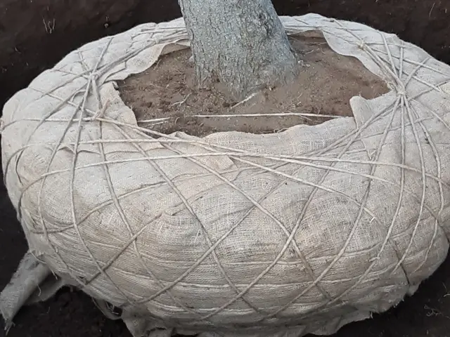 【業歴25年の実績】一級造園技能士◎熟練職人が迅速丁寧に仕上げます！サービスの画像