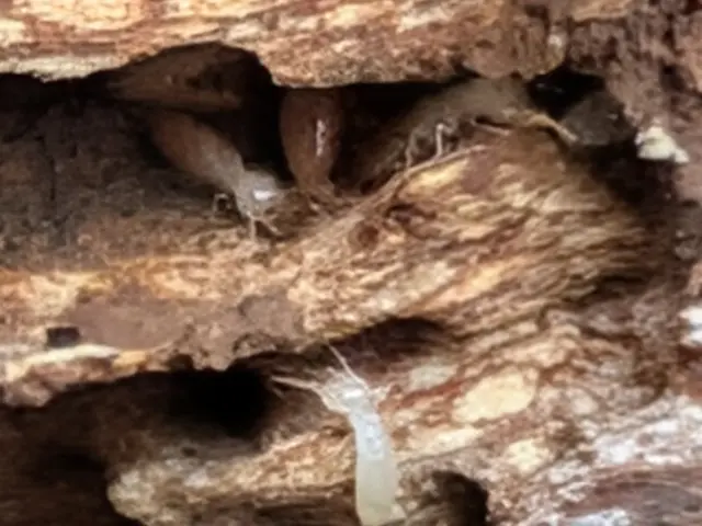 どんな現場でもシロアリを必ず完全駆除！作業説明で安心！5年保証いたします！防カビサービスの画像