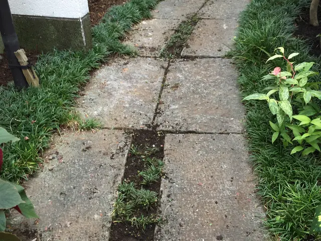 草刈り・除草のご依頼を喜んで賜ります！ご遠慮なくお問い合わせ下さいませ！サービスの画像