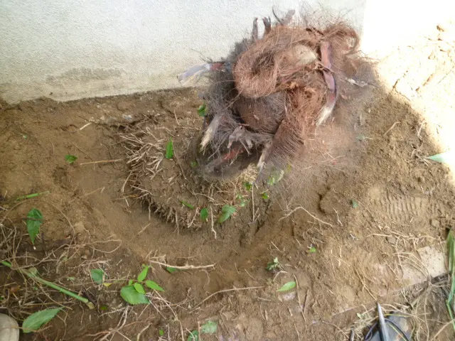 ★予約キャンペーンあり！迅速丁寧・1本からでも対応★高木の伐採可能ご相談くださいサービスの画像