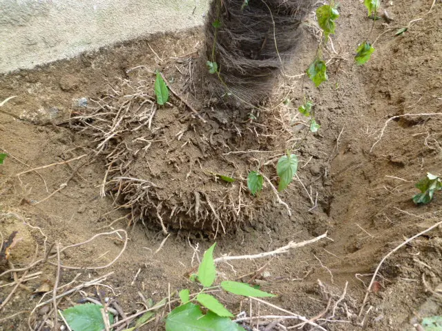 ★予約キャンペーンあり！迅速丁寧・1本からでも対応★高木の伐採可能ご相談くださいサービスの画像