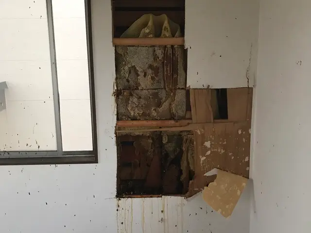 ＜実績豊富＞防虫対応んもプロ集団！アシナガバチ・スズメバチなども駆除対応可能！サービスの画像