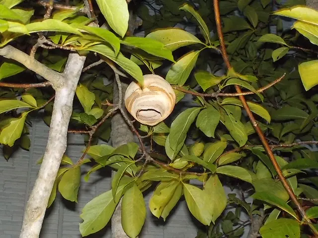 ＜実績豊富＞防虫対応んもプロ集団！アシナガバチ・スズメバチなども駆除対応可能！サービスの画像