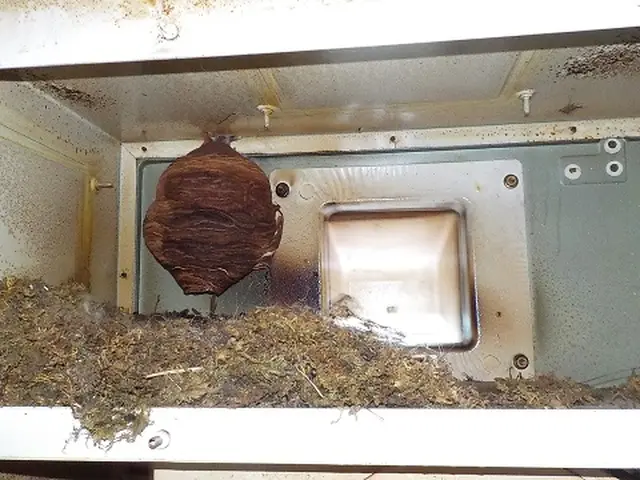 ＜実績豊富＞防虫対応んもプロ集団！アシナガバチ・スズメバチなども駆除対応可能！サービスの画像