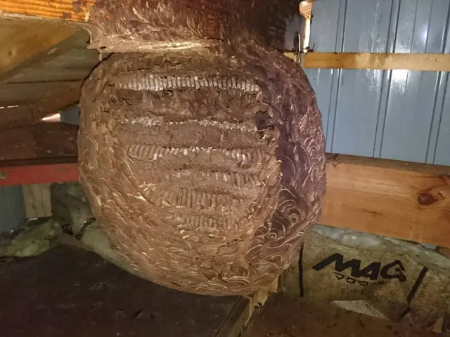 ＜実績豊富＞防虫対応んもプロ集団！アシナガバチ・スズメバチなども駆除対応可能！サービスの画像