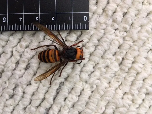 ＜実績豊富＞防虫対応んもプロ集団！アシナガバチ・スズメバチなども駆除対応可能！サービスの画像