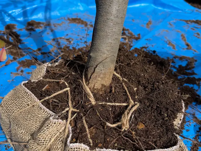 お客様の大切な植木を丁寧に植え替えます！サービスの画像
