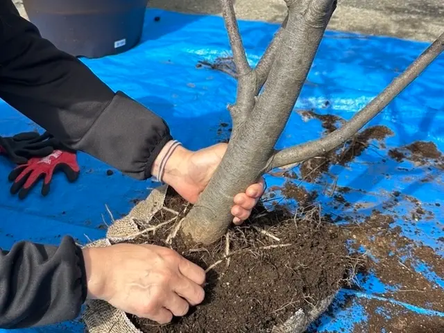 お客様の大切な植木を丁寧に植え替えます！サービスの画像