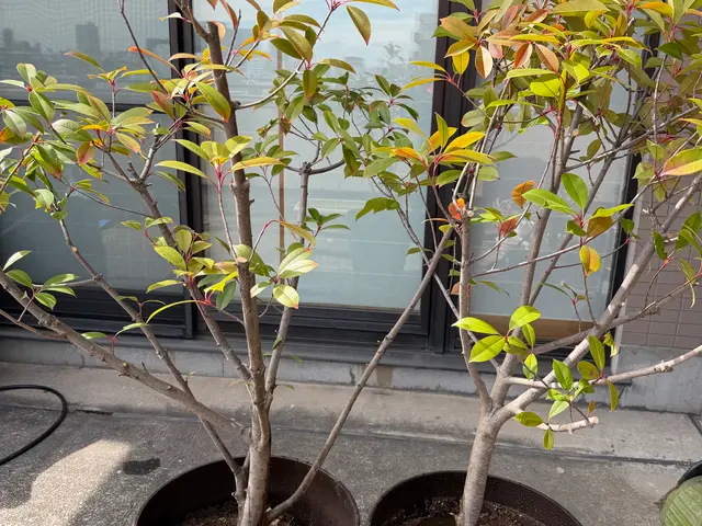お客様の大切な植木を丁寧に植え替えます！サービスの画像