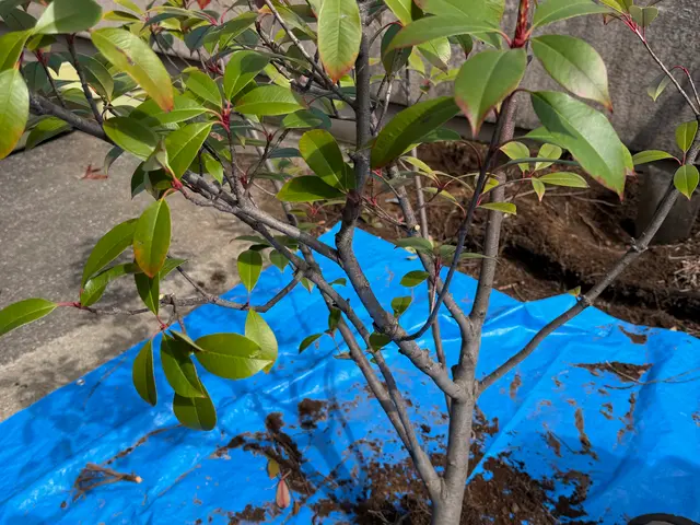 お客様の大切な植木を丁寧に植え替えます！サービスの画像