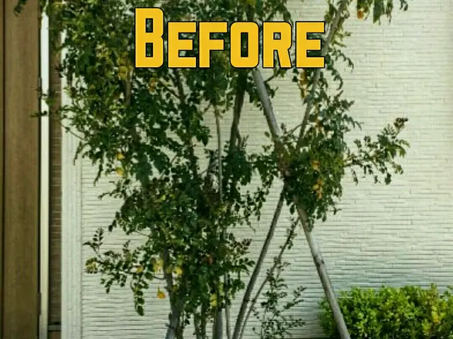 家の守り神でもある庭木、感謝して剪定させていただきますサービスの画像