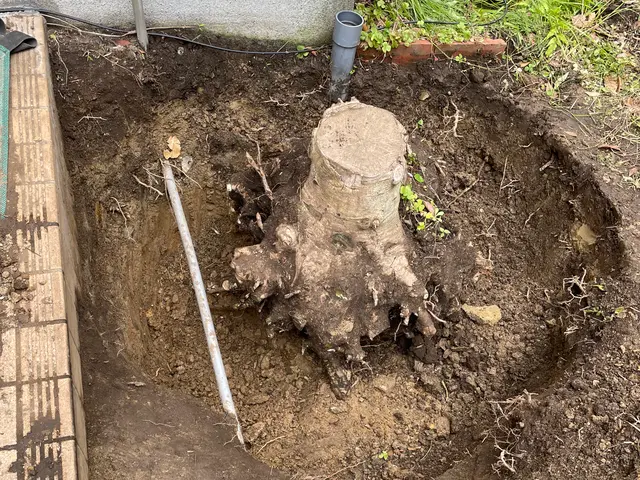 お庭を綺麗にしませんか！職人歴24年の経験と実績！私が責任を持って伺います！サービスの画像