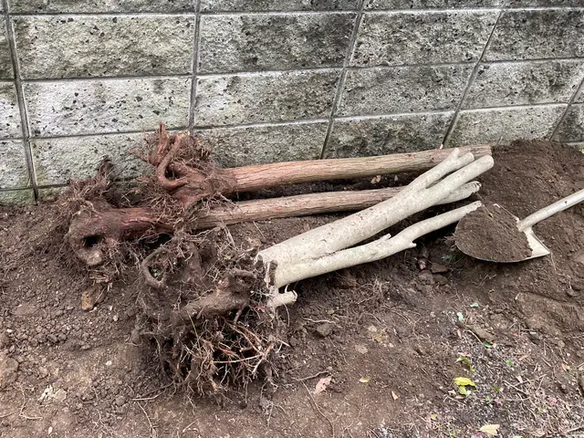 お庭を綺麗にしませんか！職人歴24年の経験と実績！私が責任を持って伺います！サービスの画像